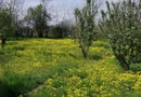 Teren 2.600 mp, utilități, Str. Merișor – Giurgiu