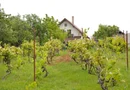 Vilă 5 dormitoare, 4 băi, 2 248mp teren, piscină. Preț: 229 000 E.