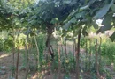 CASĂ 5 CAMERE\ OȚELU-ROȘU\ZONA CIREȘA \ COMISION 0%