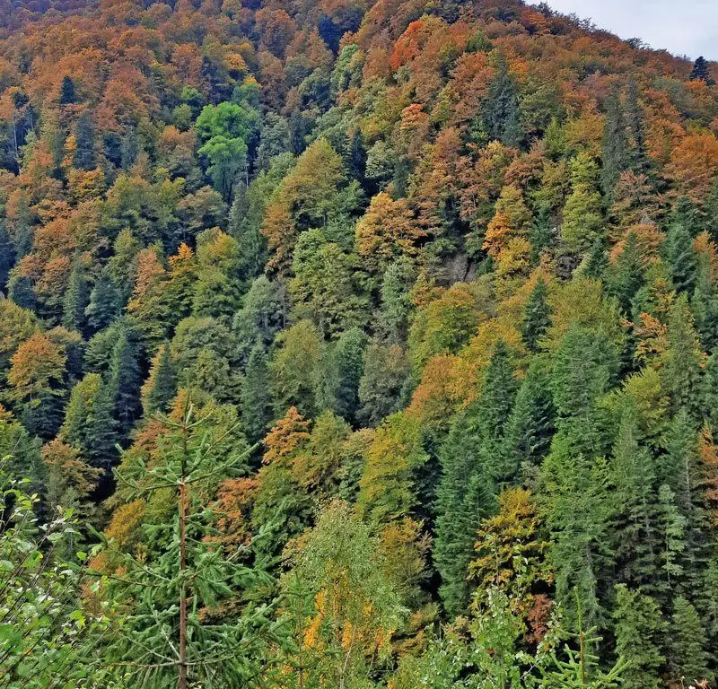 530 Ha pentru Reîmpădurire – Investiția Verde a Deceniului!