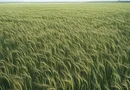 Fermă Agricolă Activă – 1.450 ha - Nord Est Romania