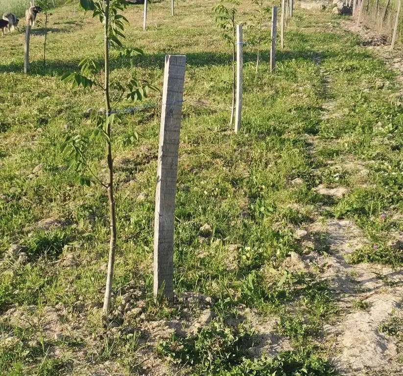 Teren cu o priveliste superba langa padure