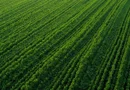 Fermă Agricolă Activă – 1.450 ha - Nord Est Romania