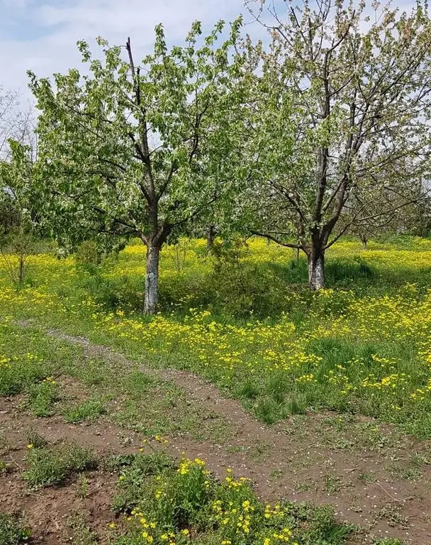 Teren 2.600 mp, utilități, Str. Merișor – Giurgiu