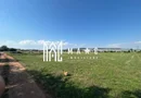 Teren 23.300 mp | 200 ml | Ideal dezvoltare rezidențială sau industrială