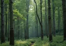 500 ha pădure de fag, Hunedoara – vechime 125 de ani