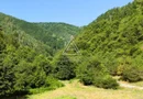 240 Hectare Pădure Valea Oltului Resurse Naturale Potențial Turistic