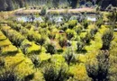 O proprietate de exceptie la Corbi, 18 ha, izvor, lac, pastravarie