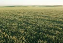 Fermă Agricolă Activă – 1.450 ha - Nord Est Romania