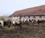 Fermă agricola funcțională de vanzare I Vurpar