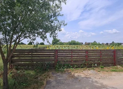 Balotesti str. Amurgului teren 5000 mp
