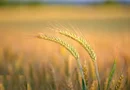 Investiție Agricolă Operațională, Fermă Completă de 730 ha în Nord-Est