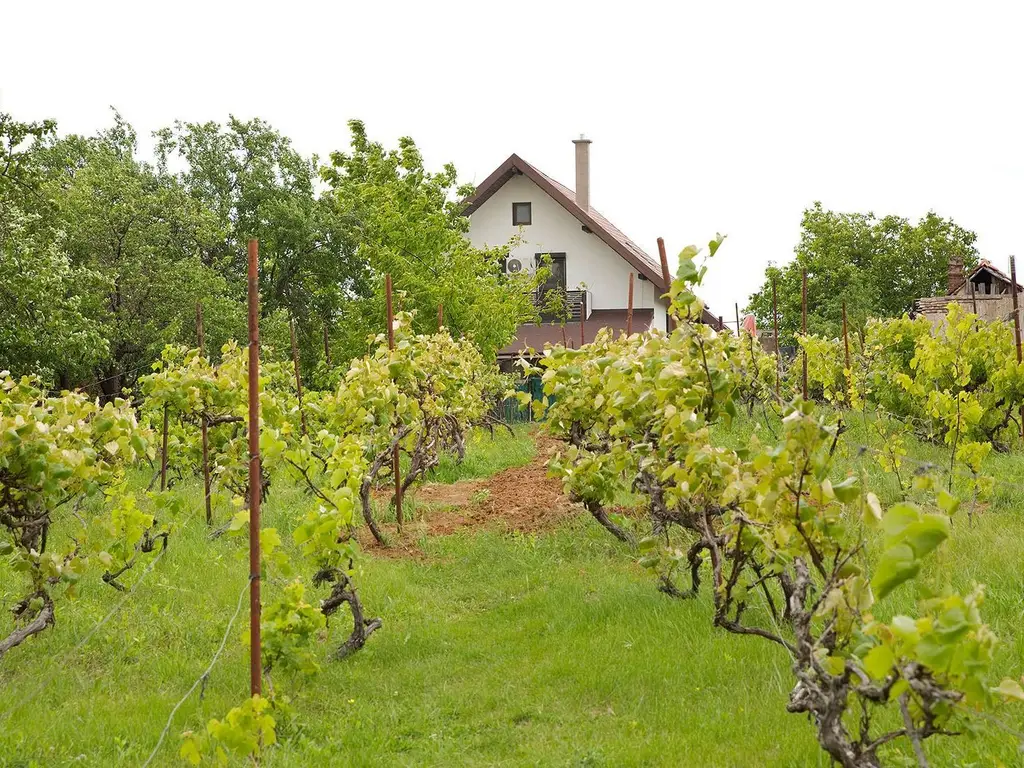 Vilă 5 dormitoare, 4 băi, 2 248mp teren, piscină. Preț: 229 000 E.