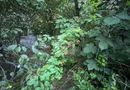 Teren și casă de vânzare în Miercurea Ciuc (central, strada Leliceni)