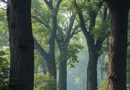 148 ha pădure de stejar, Gorj – compactă, potențial ridicat
