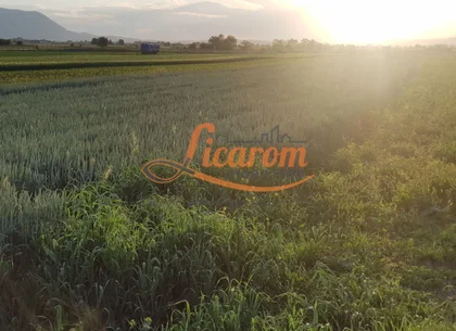Teren Stupini Calea Feldioarei 4600 mp,front asfalt-DN13