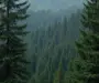 149 ha pădure mixtă (rășinoase și fag), Dambovita – acces excelent