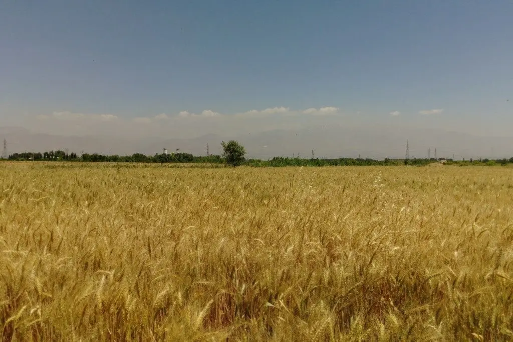 1.500 ha Teren agricol și pășune (Vestul României)