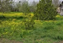 Teren 2.600 mp, utilități, Str. Merișor – Giurgiu