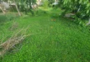 Casa in Elisabetin spre Complex. Teren 821 mp