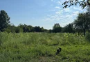 Casă de vânzare la țară (Bulci, jud. Arad)
