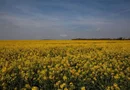 1.500 ha Teren agricol și pășune (Vestul României)