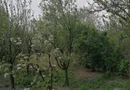 Ag EUROPA vinde casa 6 cam teren 11 ari în zona 14 Mai.