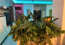 Balotesti vila de lux 8 camere, 450mp utili, la 20 min de Bucuresti