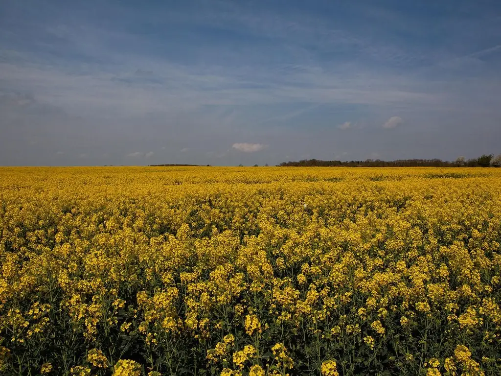 1.500 ha Teren agricol și pășune (Vestul României)