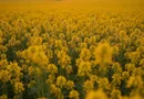 Fermă Agricolă Consolidată – 4.000 ha |Nord-Est România|Activ Premium