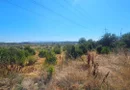 Teren intravilan 14.168 mp – pozitie excelenta la intrarea in Braila
