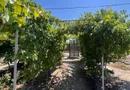Casă individuală de vânzare în Braniștea - Teren 464 mp -76000 euro