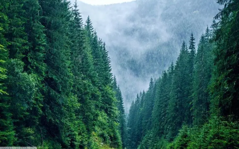 530 Ha pentru Reîmpădurire – Investiția Verde a Deceniului!
