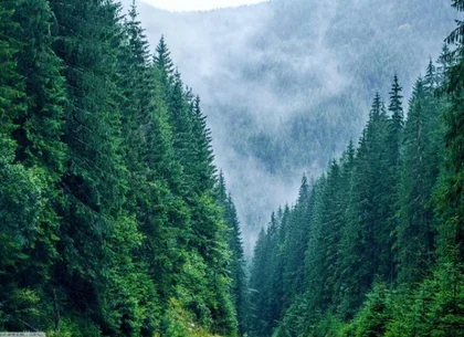 530 Ha pentru Reîmpădurire – Investiția Verde a Deceniului!